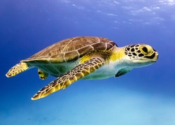 Young Hawksbill Turtle cruising along in Nassau!