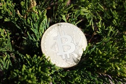 Bitcoin coin on the green branches of a bush close up