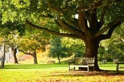 Bench under the tree in the Royal Botanic Gardens in London