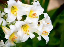 White Easter Lily flowers in a garden, shallow DOF