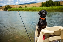 Cute alert black labrador wearing a colorful red collar riding in a small fishing boat on a lake sitting watching its owner attentively