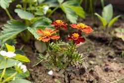 Growing marigolds. Natural. Flowers on garden bed