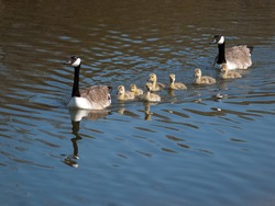 Long Neck Geese in Zoo - Free Stock Photo by mrceviz on Stockvault.net