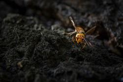 Asian giant hornet, Japanese , closeup macro