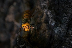  closeup of wasp head ,Asian hornet, Japanese