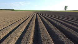 Potato plot photographed with a drone