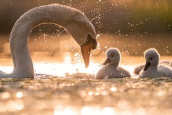 Mute swan playing with baby swans at golden hour light on the lake