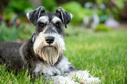 salt and pepper miniature schnauzer laying on green grass looking directly at viewer. 