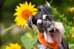 Miniature schnauzer dog posed with bright yellow and orange sunflowers. Pup is wearing coordinated orange scarf. 