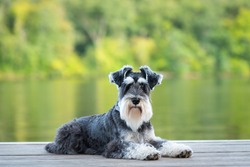 Dog laying on pier of river, green background. Mini schnauzer pup, salt and pepper; black and white obedient dog. He has a long beard and striking eyebrows. 