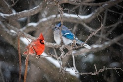 male red Cardinal on branch, just behind male Blue Jay intentional unfocused, snow on branches