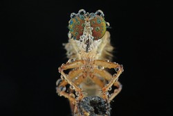 facet mini robber fly with dew