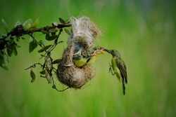female hummingbird feeding her chicks