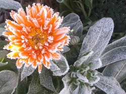 Frosted orange flower covered with snow. Beautiful frozen flower in november morning. Petals of beautiful frozen flower. Icy plant leaves frozen in winter snow & sun light. Autumn end, early frosts