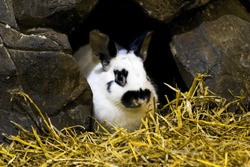 Rabbit bunny in hole sitting at home. Black and white fluffy rabbit or bunny on animal farm in rock hutch home. White black rabbit on home farm close to natural habitat. Cute sweet lovely furry bunny