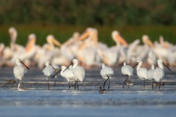 A small flock of European spoonbills stands in the water against a large flock of pelicans