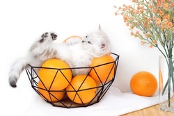 Kitten with oranges. Kitten is isolated on a white background with a tray, oranges and flowers. Scottish thoroughbred kitten. The kitten lies in a vase with oranges.
