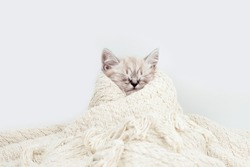 The cat is swaddled. The cat freezes in the cold season. Kitten on a blanket. The kitten is isolated among a beige knitted fabric blanket.