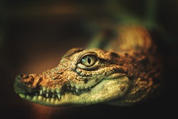 crocodile smiles.the crocodile's eyes looking directly at the camera.crocodile looks directly into the camera.crocodile smiles and shows her teeth. close-up photo of crocodile's eyes