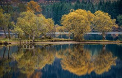 A small group of trees in the Trossachs National park reflecting in the calm water of Loch Ard