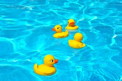 Four yellow squeaky ducky in the pool