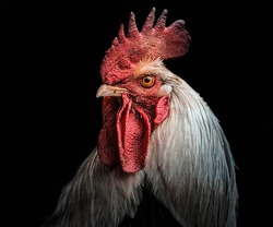 A portrait of a rooster,