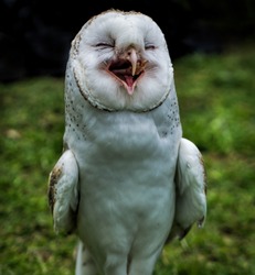 An eastern barn owl in Australia, looking like it is laughing. 