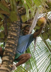 A plucker climbing a coconut tree and plucking king coconuts.The king coconut is a variety of coconut, native to Sri Lanka and sweeter than regular coconuts. It is known as thembili by the locals.
