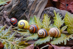 Snails : Cuban land snail (Polymita picta) or Painted snail, World's most colorful land snail from Cuba. Endangered and protected species. Selective focus.