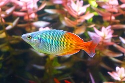 Aquarium fish : Boesemani rainbow fish, selective focus