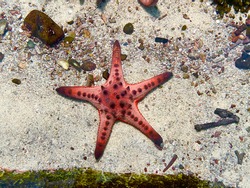 Starfish or sea stars are star-shaped echinoderms belonging to the class Asteroidea. Starfish are marine invertebrates and also known as Asteroids. Selective focus, top view