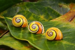 Cuban snail (Polymita picta) world most beautiful land snails from Cuba , its known as 