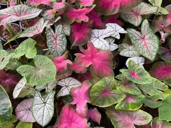 Colorful leaves of Caladium bicolor or Heart of Jesus