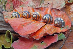 Snails : Polymita picta or Cuban snails one of most colorful and beautiful land snails in the world from Cuba , its known as 
