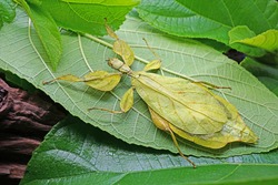 Leaf Insect : Phyllium sicipholium - Green Leaf