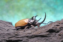 Beetles/Insects/Bugs : The Five-horned rhinoceros beetle (Eupatorus graciliconis)  known as Hercules beetles , Unicorn or Horn beetles , in tropical forest.