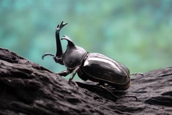 Beetles / Insects / Bugs : Japanese rhinoceros beetle (Allomyrina dichotoma) or Japanese horn beetle (or Kabutomushi, Kabuto is Japanese for Samuai hemlet, and Mushi is Insect) in nature