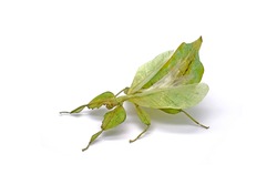 Insects / Bugs : Leaf insect (Phyllium bioculatum) or Walking leaves , green leaf insect isolated on white background , Rare and protected
