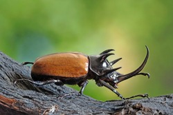Five-horned rhinoceros beetle (Eupatorus gracilicornis) also known as Hercules beetles, Unicorn beetles, or Horn beetles. Selective focus, blurred nature green background.