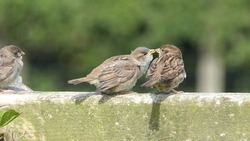 House Sparrow sitting on a fence in UK