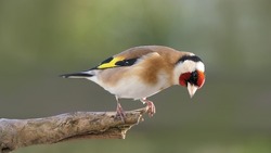 Goldfinch sitting on a branch on a tree in woods