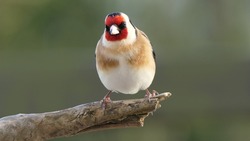 Goldfinch sitting on a branch on a tree in woods