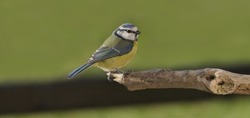 Blue Tit sitting a on a branch in a tree in woods