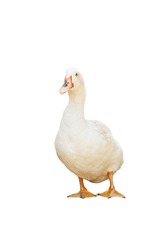 white pekin duck isolated on white background. diary duck cut out.