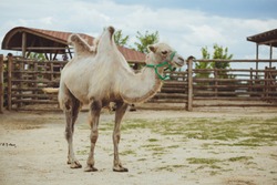 Camel in nature at the zoo