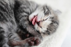 One week old small newborn kitten on a white background. Cute little gray kitten sleeping curled up on a blanket, close-up.Close up of the faces of cute kitten lying on a cat pillow.
