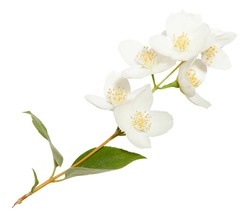 Fresh Jasmine flowers isolated on white. Jasmine blossom on white vackground