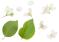Fresh Jasmine flowers isolated on white