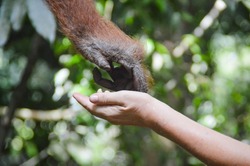 An orangutan touching a human hand