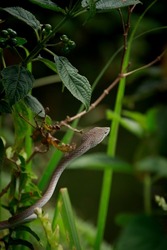 An asian vine snake or Ahaetulla prasina waiting in ambush among the foliage at Bokor National Park in Kampot, Cambodia
